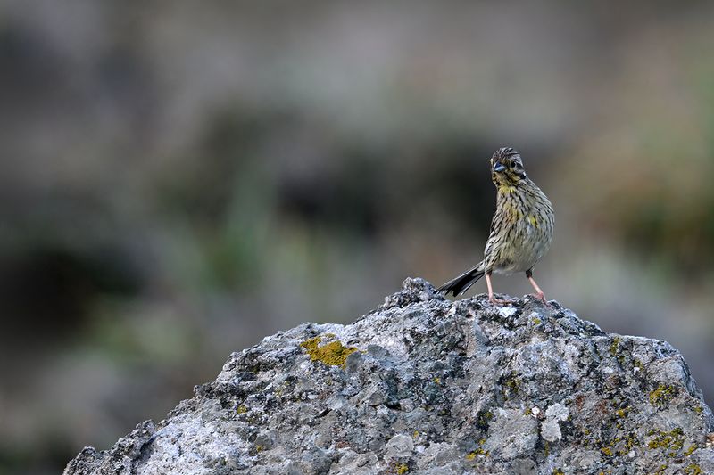 Cirl Bunting - Emberiza cirlus