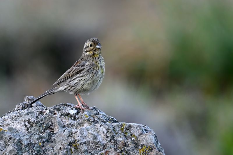 Gallery Cirl Bunting