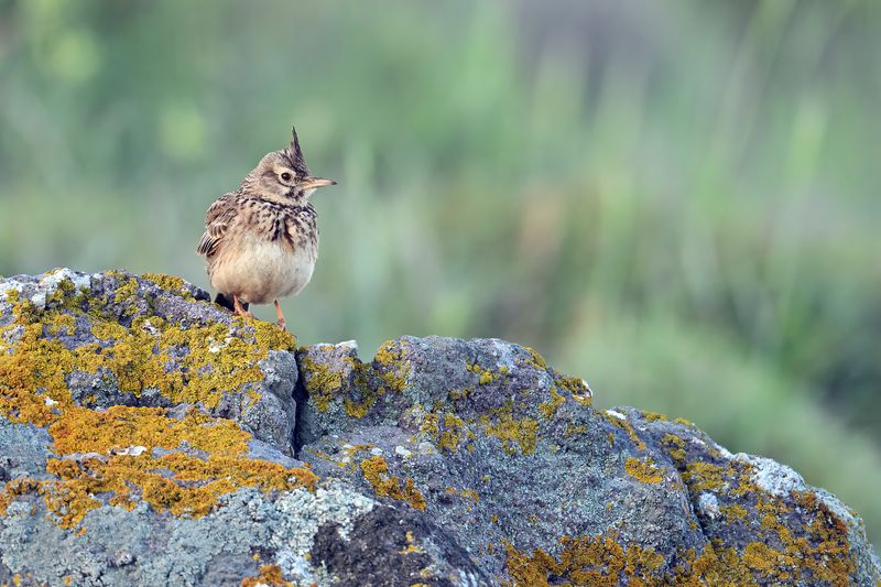 Crested Lark (Galerida cristata)