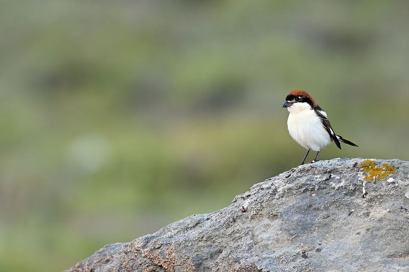Woodchat Shrike (Lanius senator)