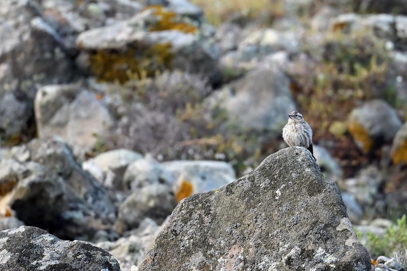 Gallery Rock Sparrow