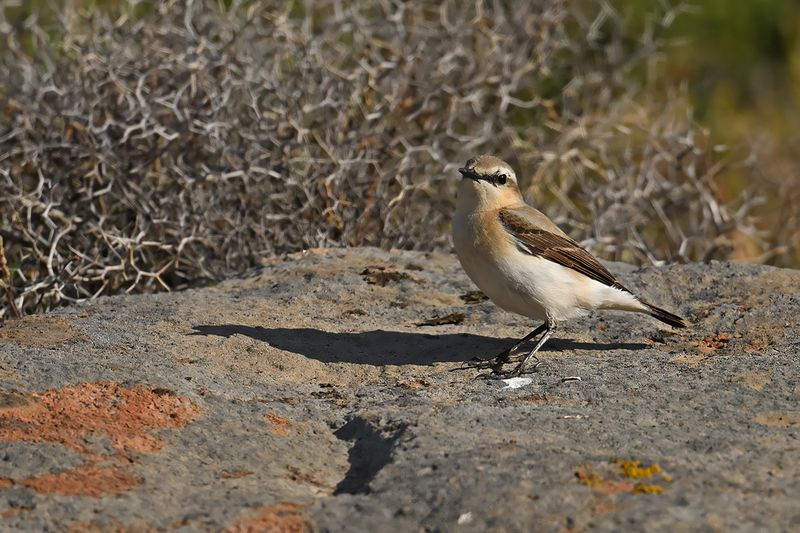 Northern Wheatear (Oenanthe oenanthe)