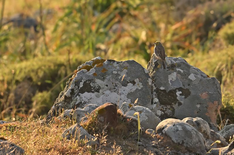 Cinereous Bunting (Emberiza cineracea)