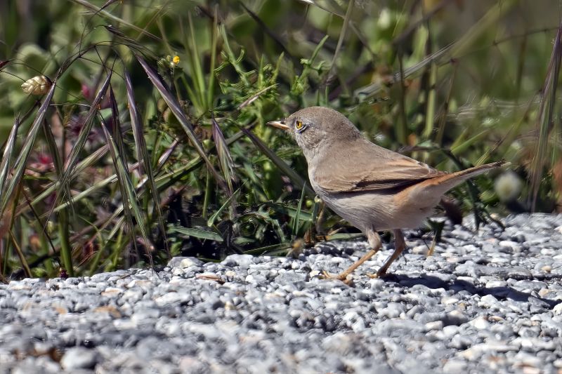 Asian Desert Warbler (Sylvia nana)