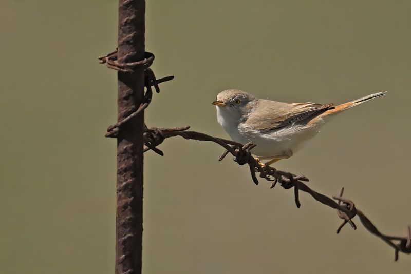 Asian Desert Warbler (Sylvia nana)