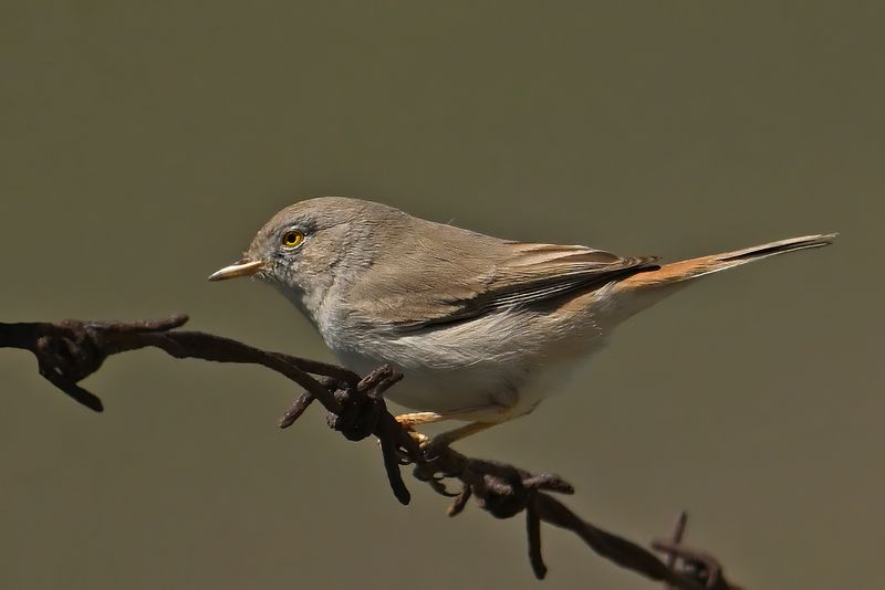 Asian Desert Warbler (Sylvia nana)