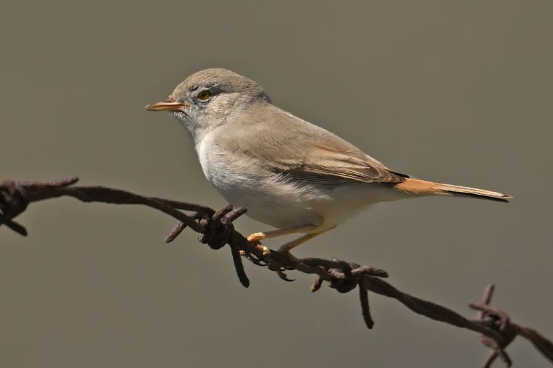 Gallery Desert Warbler