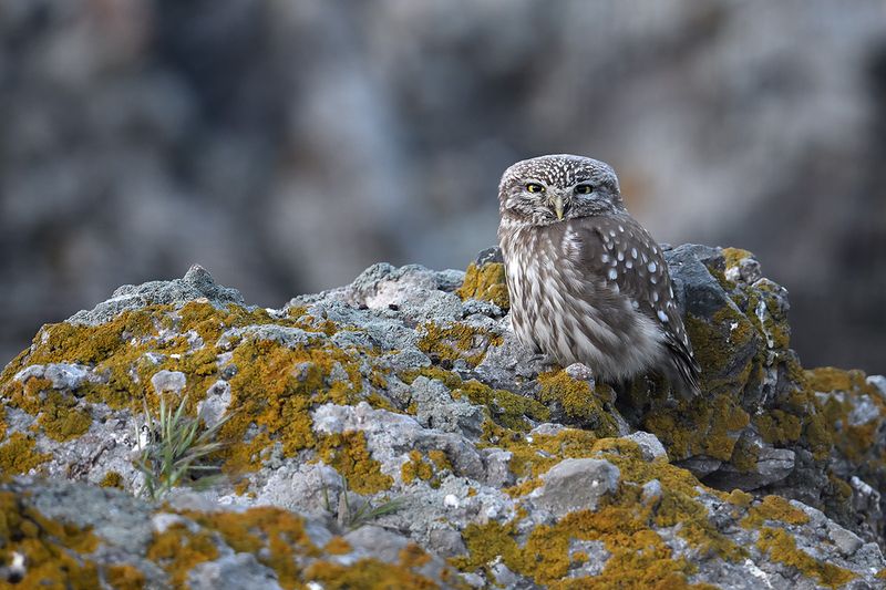 Little Owl (Athene noctua)