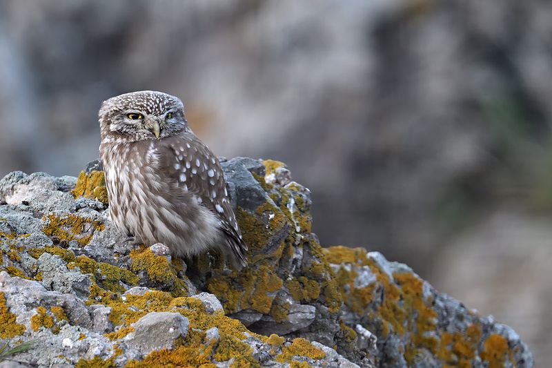 Little Owl (Athene noctua)