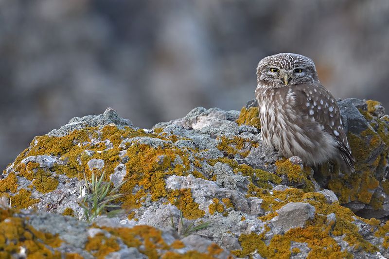 Little Owl (Athene noctua)