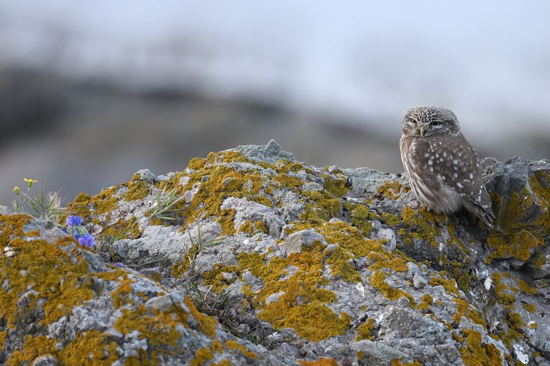 Gallery Little Owl