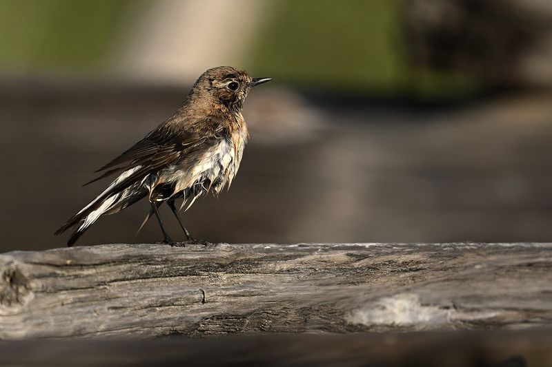 Gallery Eastern Black-eared Wheatear