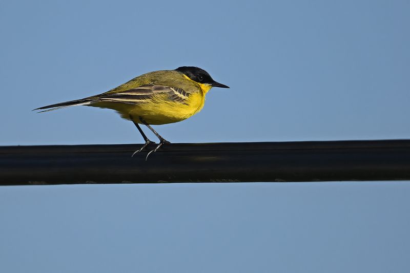 Gallery Yellow Wagtail