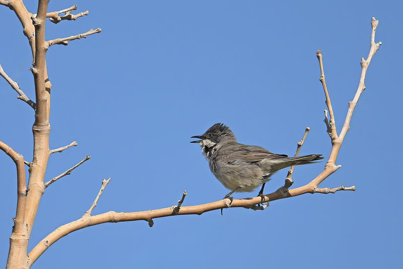 Eastern Orphean Warbler (Sylvia crassirostris)
