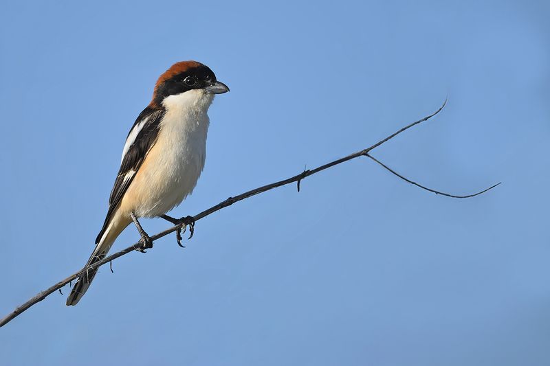 Gallery Woodchat Shrike