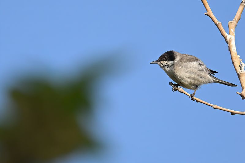 Gallery Eastern Orphean Warbler