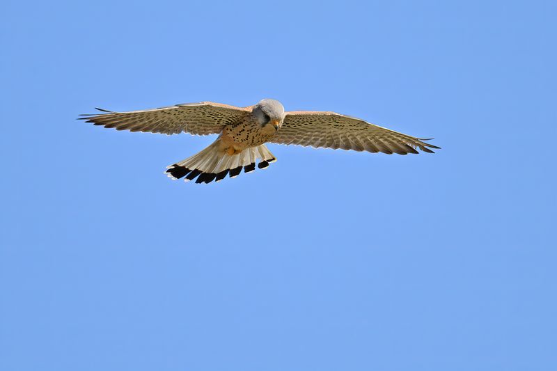 Common Kestrel (Falco tinnunculus)