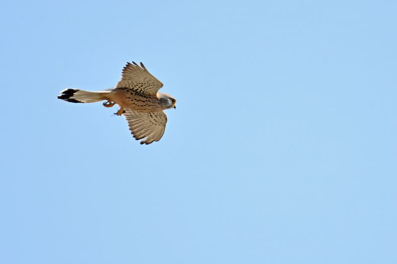 Common Kestrel (Falco tinnunculus)