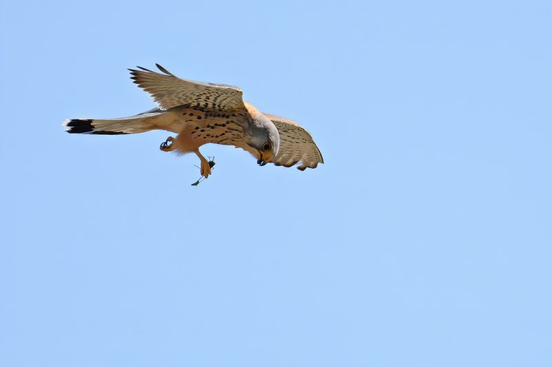 Gallery Common Kestrel