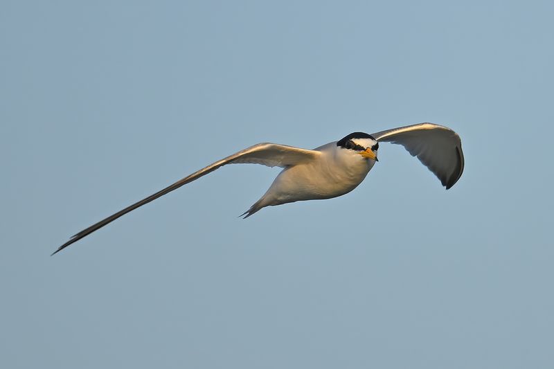 Little Tern (Sternula albifrons)