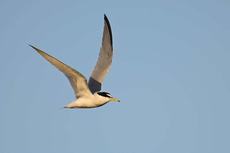 Gallery Little Tern