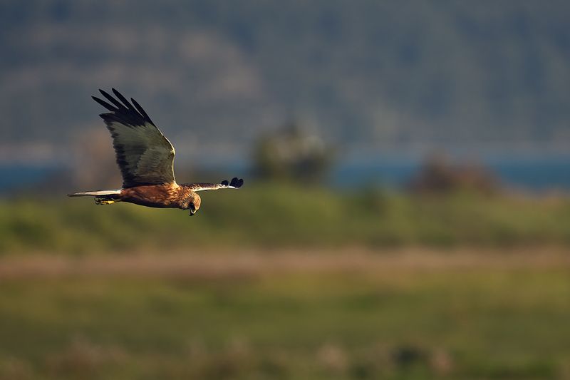 Western Marsh Harrier (Circus aeruginosus)