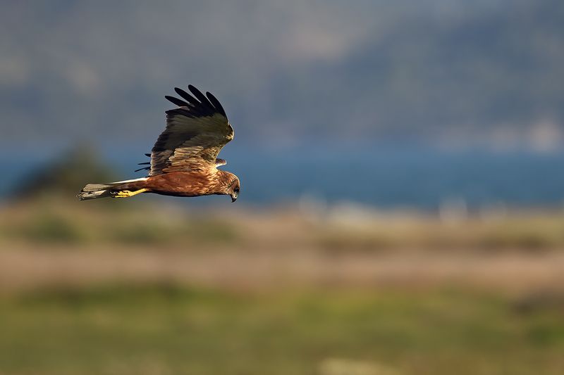 Western Marsh Harrier (Circus aeruginosus)