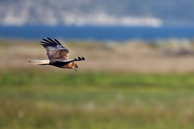 Western Marsh Harrier (Circus aeruginosus)