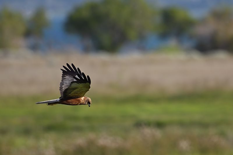 Western Marsh Harrier (Circus aeruginosus)