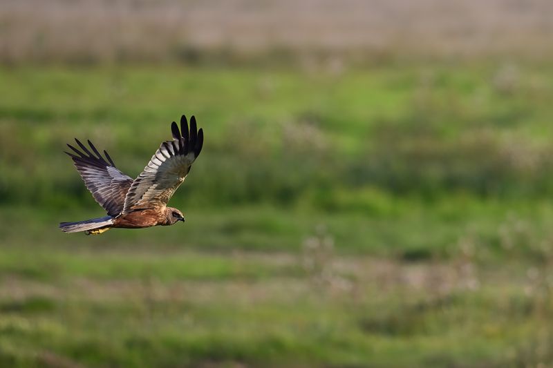 Western Marsh Harrier (Circus aeruginosus)