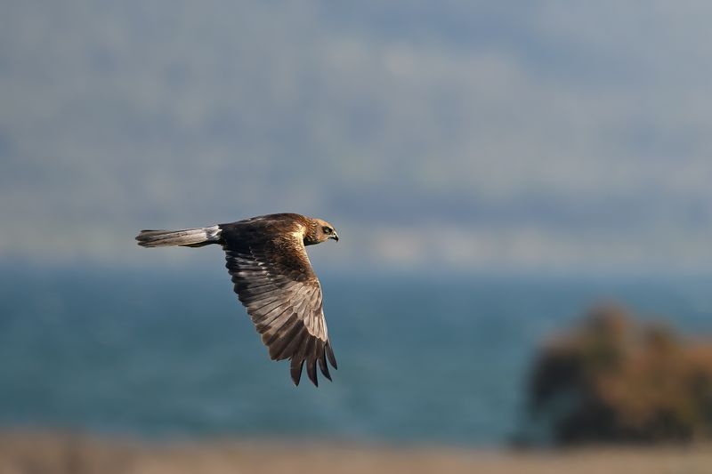 Western Marsh Harrier (Circus aeruginosus)
