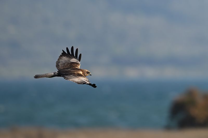 Western Marsh Harrier (Circus aeruginosus)