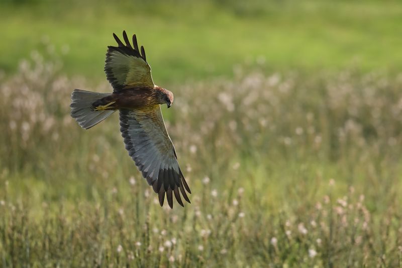 Gallery Marsh Harrier