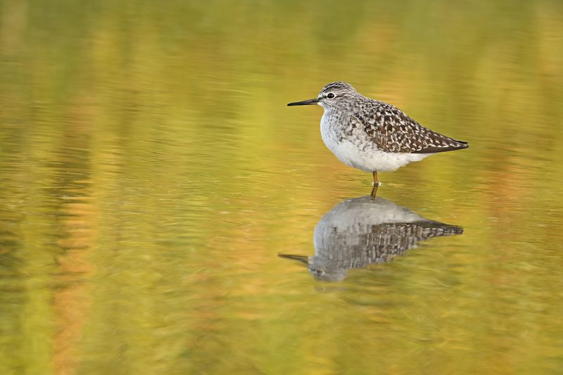 Wood Sandpiper (Tringa glareola)