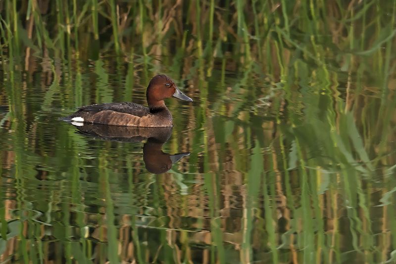 Ferruginous Duck (Aythya nyroca)	