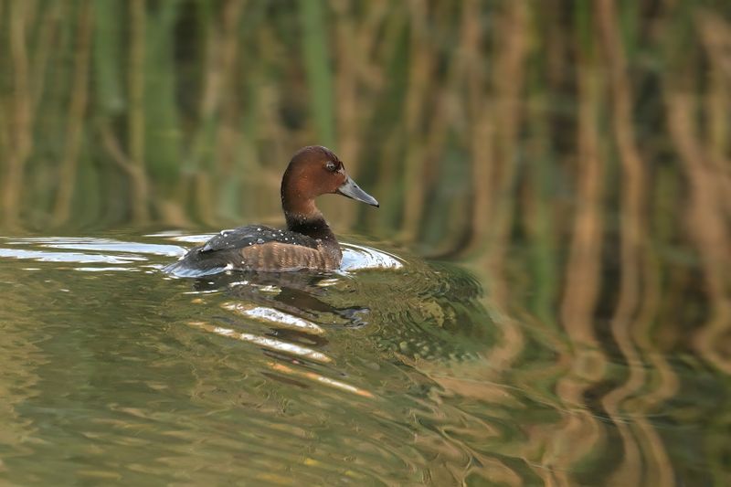 Gallery Ferruginous Duck