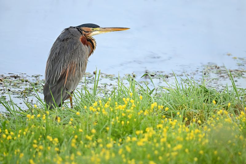 Gallery Purple Heron