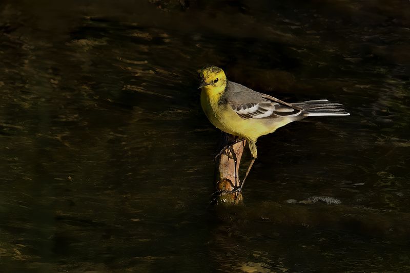 Citrine Wagtail (Motacilla citreola)	