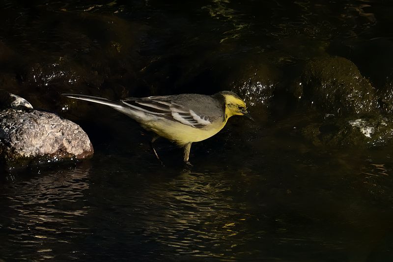 Citrine Wagtail (Motacilla citreola)	
