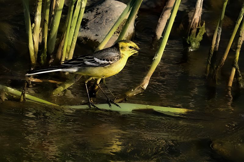 Gallery Citrine Wagtail