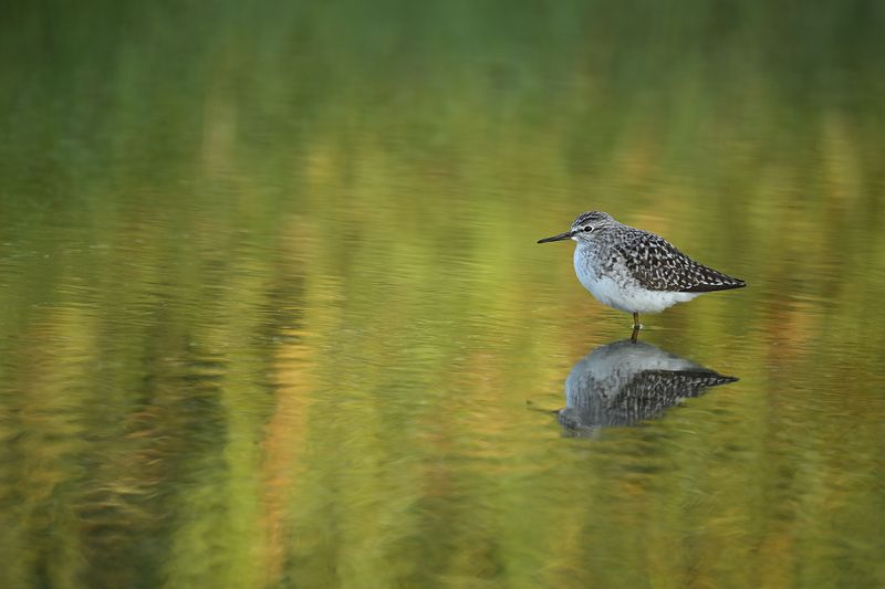 Wood Sandpiper (Tringa glareola)