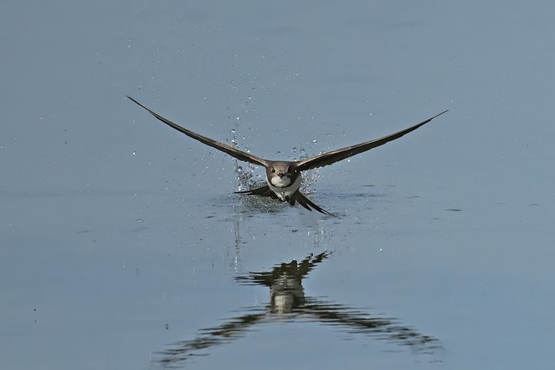 Alpine Swift (Tachymarptis melba)