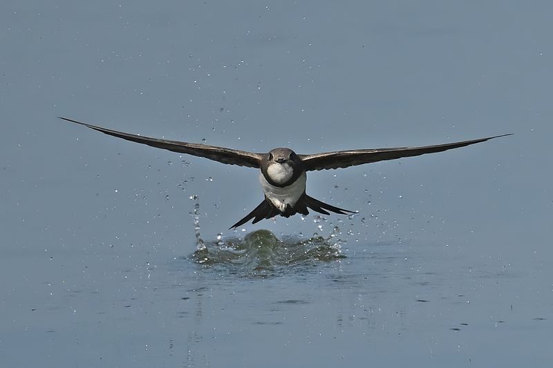 Alpine Swift (Tachymarptis melba)