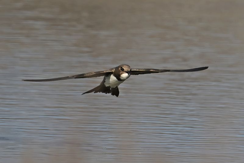 Alpine Swift (Tachymarptis melba)