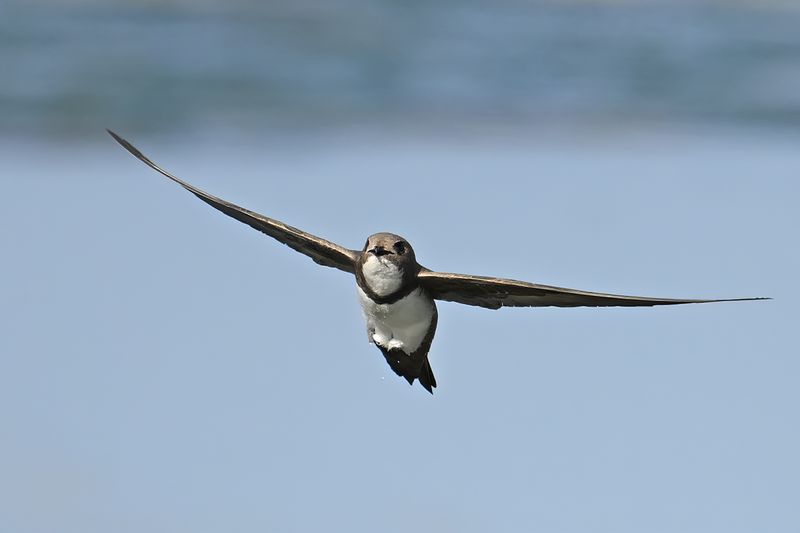 Alpine Swift (Tachymarptis melba)