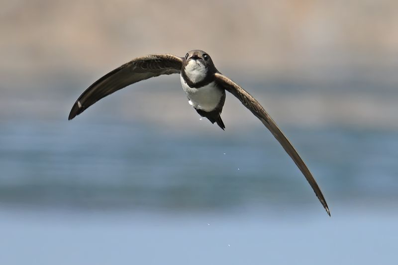 Alpine Swift (Tachymarptis melba)