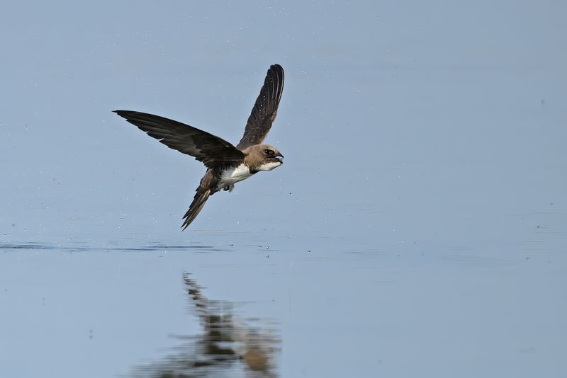 Alpine Swift (Tachymarptis melba)