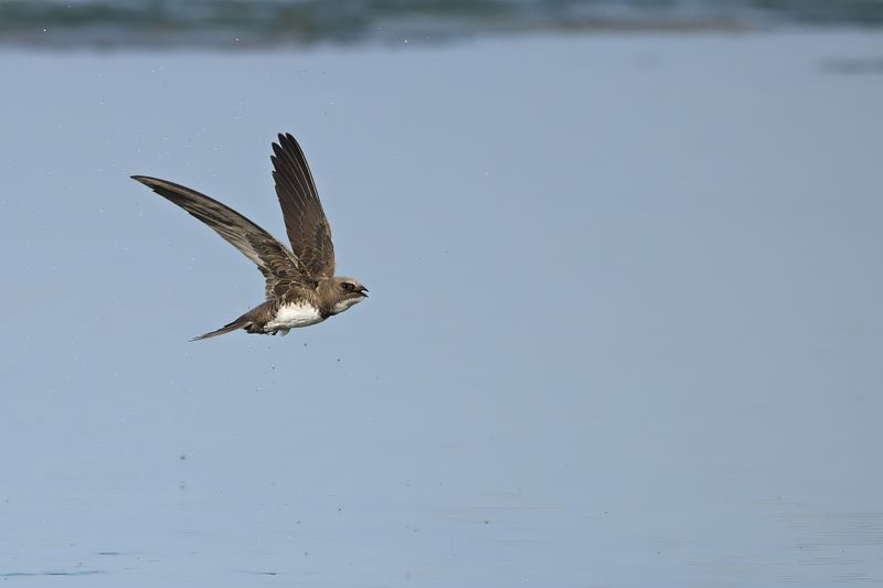 Alpine Swift (Tachymarptis melba)