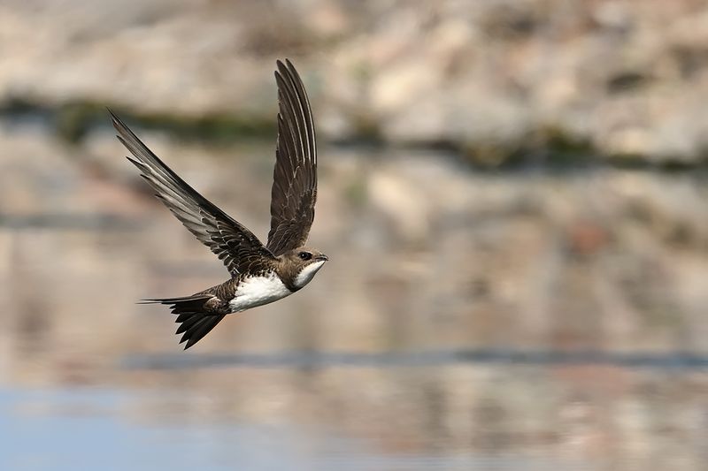 Alpine Swift (Tachymarptis melba)