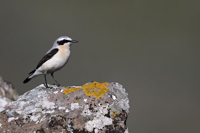 Gallery Northern Wheatear